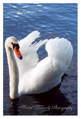 SYS30141 - "Lakes 019"